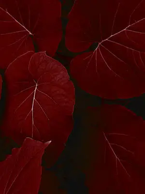 Red Leaves iOS Default