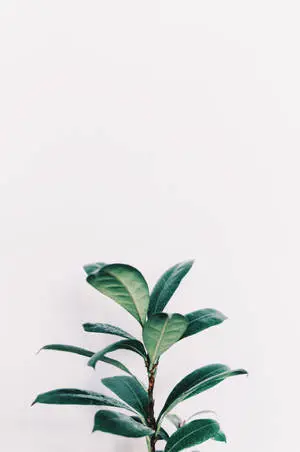 Rubber Plant Sage Green Aesthetic