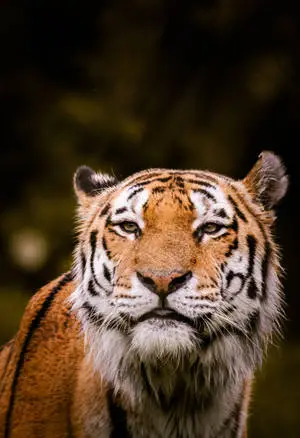Shallow Focus Tiger iPhone