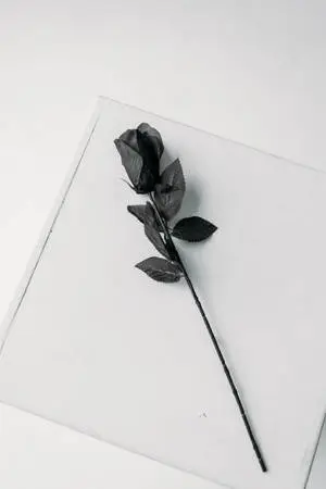 Single-Stemmed Black Rose iPhone