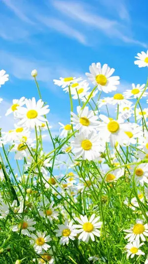 Spring Flower Chamomile Iphone