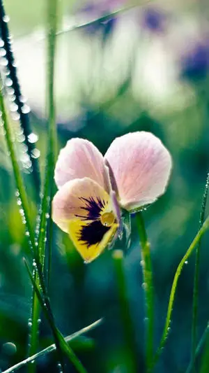 White Pansy Spring Flower Iphone