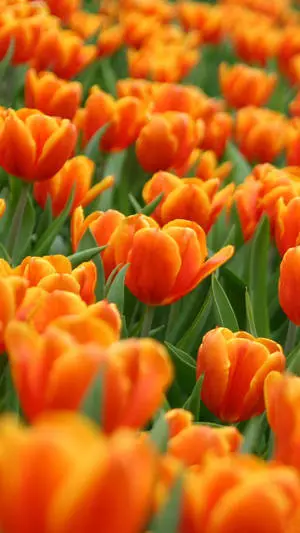 Spring Flower Orange Tulip Iphone