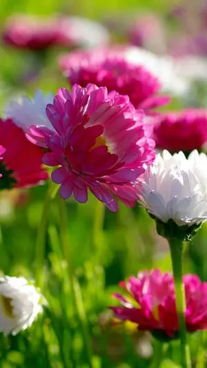 Pink And White Spring Flower Iphone