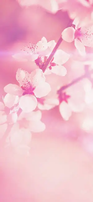 Marvelous Spring Flower Iphone