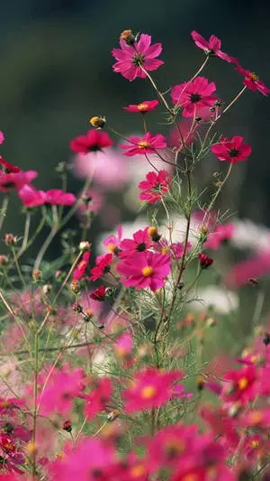 Spring Flower Iphone Taken