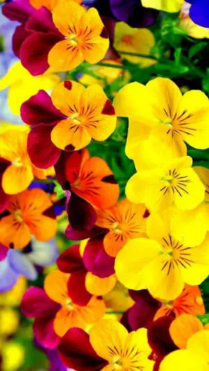 Spring Flower Pansy Iphone