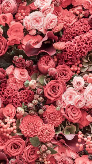 Various Pink Rose iPhone Background 