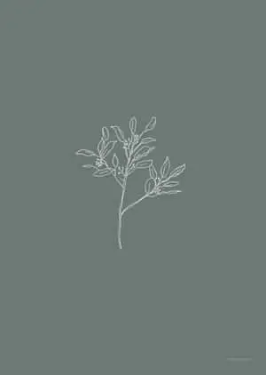 White Aesthetic Cute Plant