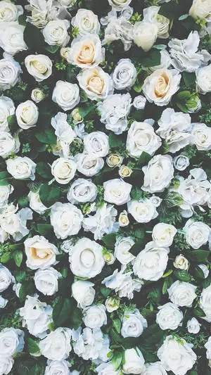 White Flower Garden Bush iPhone Screen